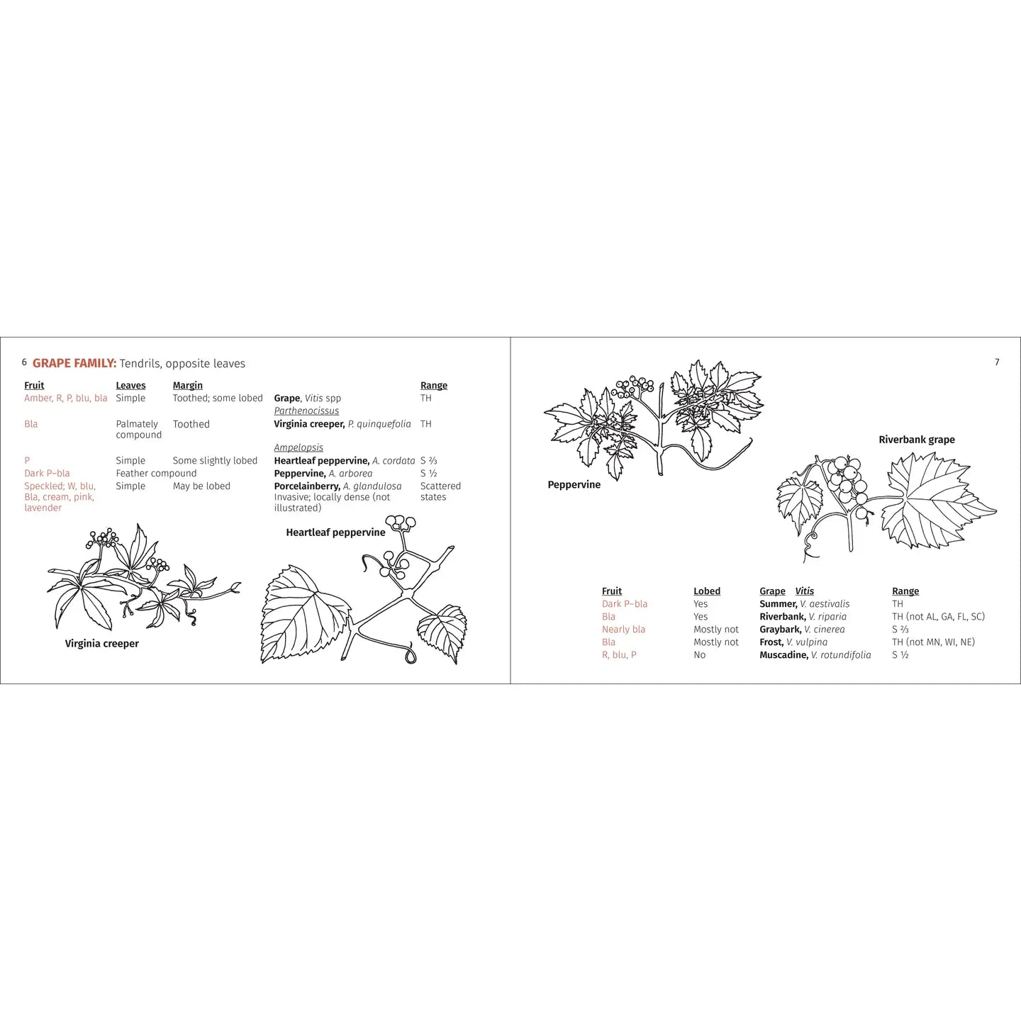 Berry Finder: A guide to native plants with fleshy fruits