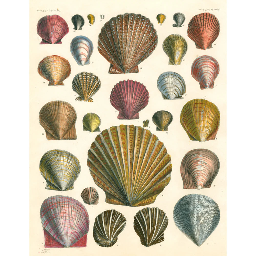 John Derian Wrapping Paper & Gift Tags