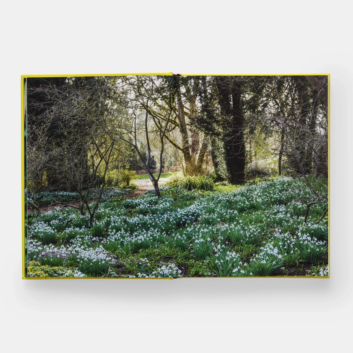 A Year in Bloom: Flowering Bulbs For Every Season