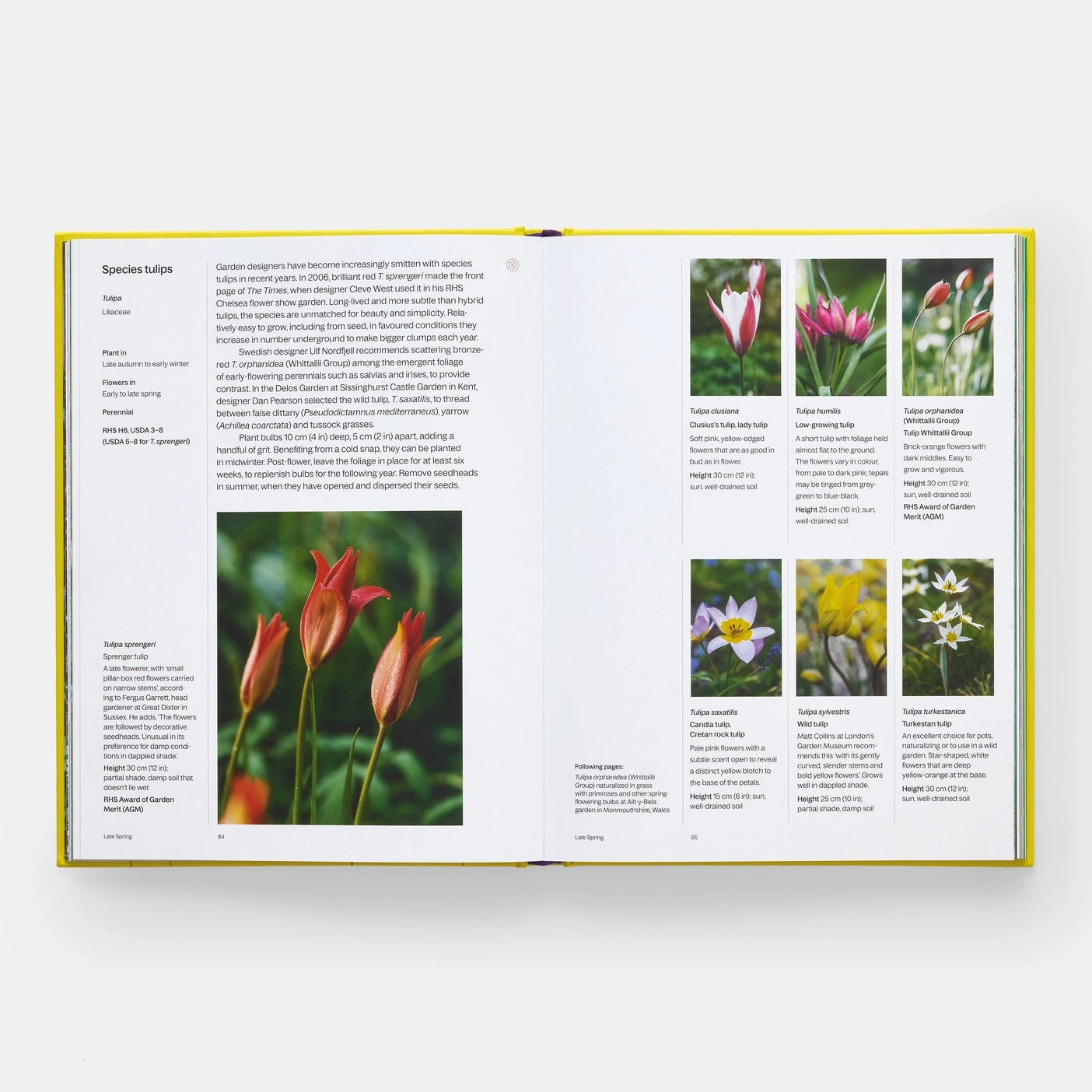 A Year in Bloom: Flowering Bulbs For Every Season