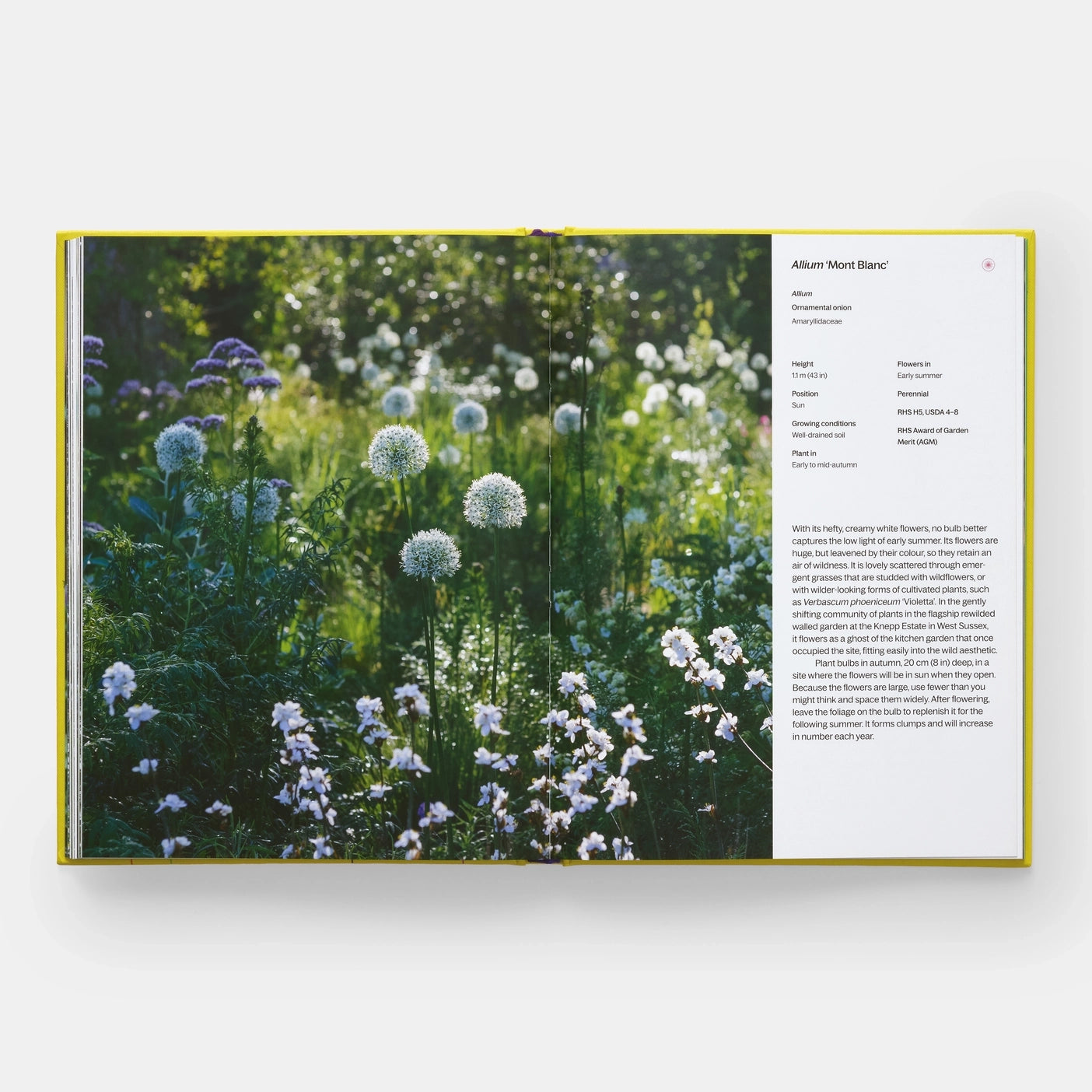 A Year in Bloom: Flowering Bulbs For Every Season