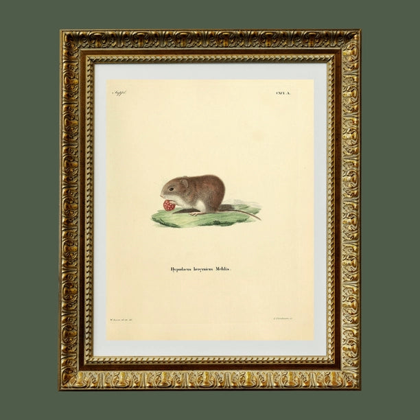 Mouse with Berry Print