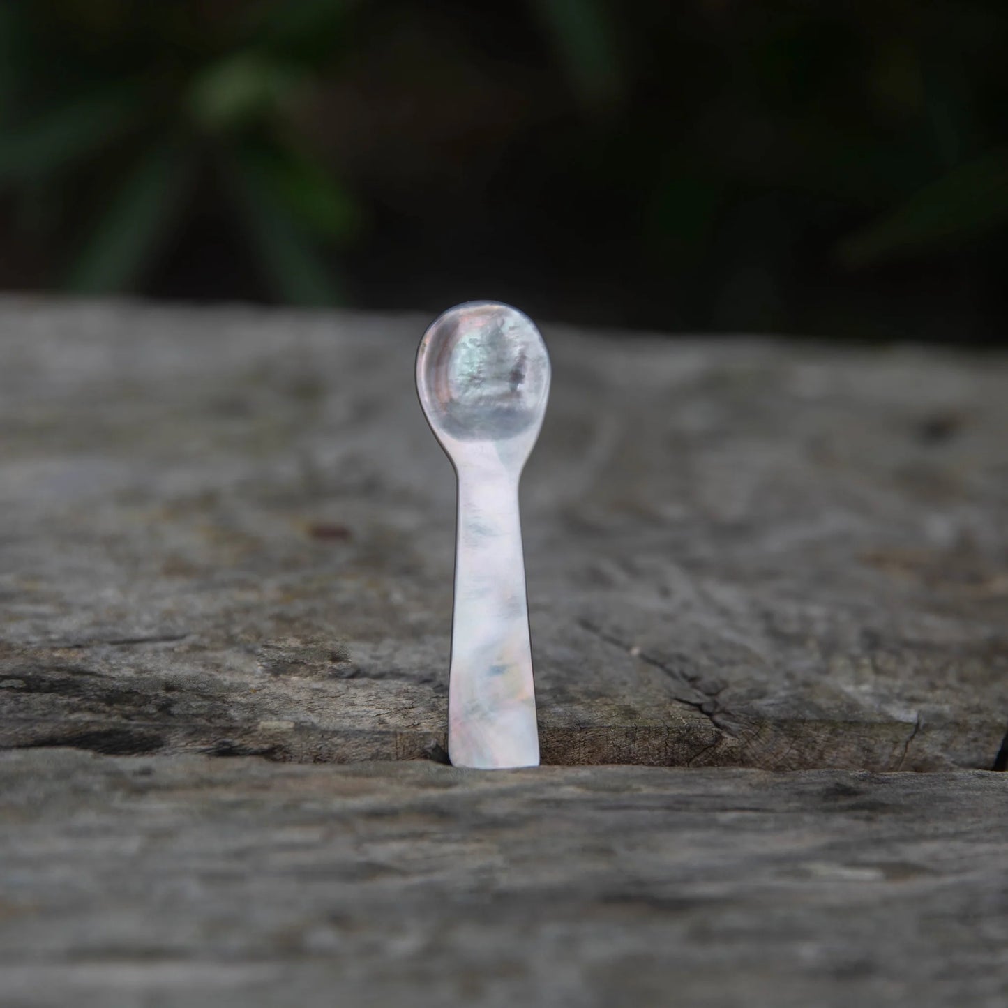 Shell Spoon